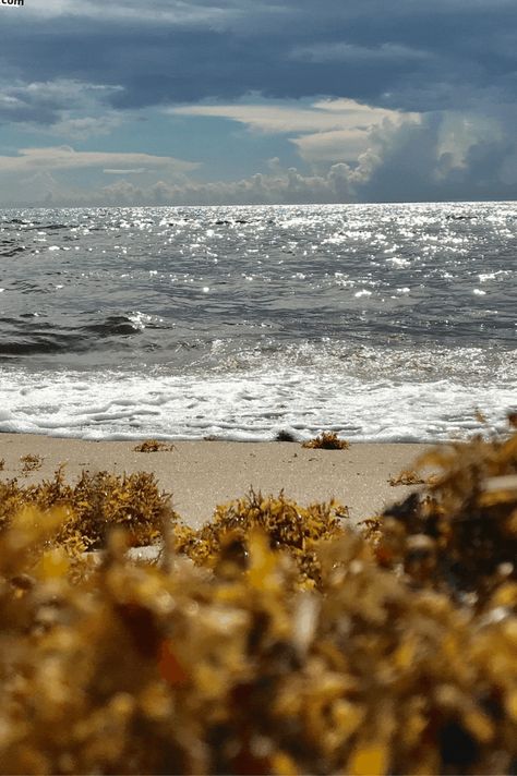 Sea Moss: Why you should add it to your daily cup of coffee