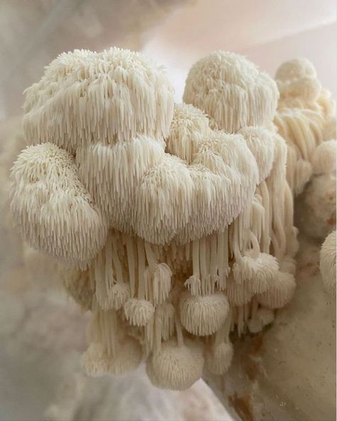 The Secret to Cognitive Longevity: Lion's Mane