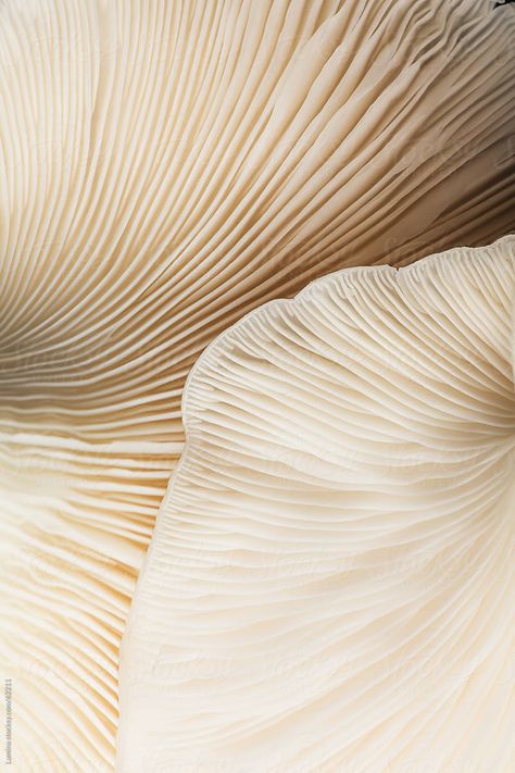 Functional Mushrooms: The Good, The Bad, The Ugly and what to look for!