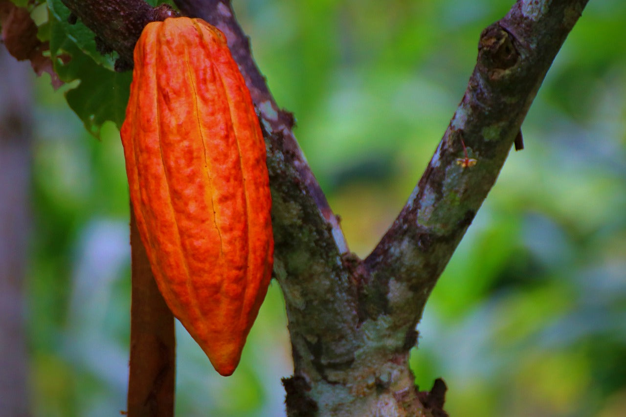 Exploring Nature's Bounty: Health Benefits of Sea Moss, Cacao, Alpha GPC, Ginkgo Biloba, and Theanine