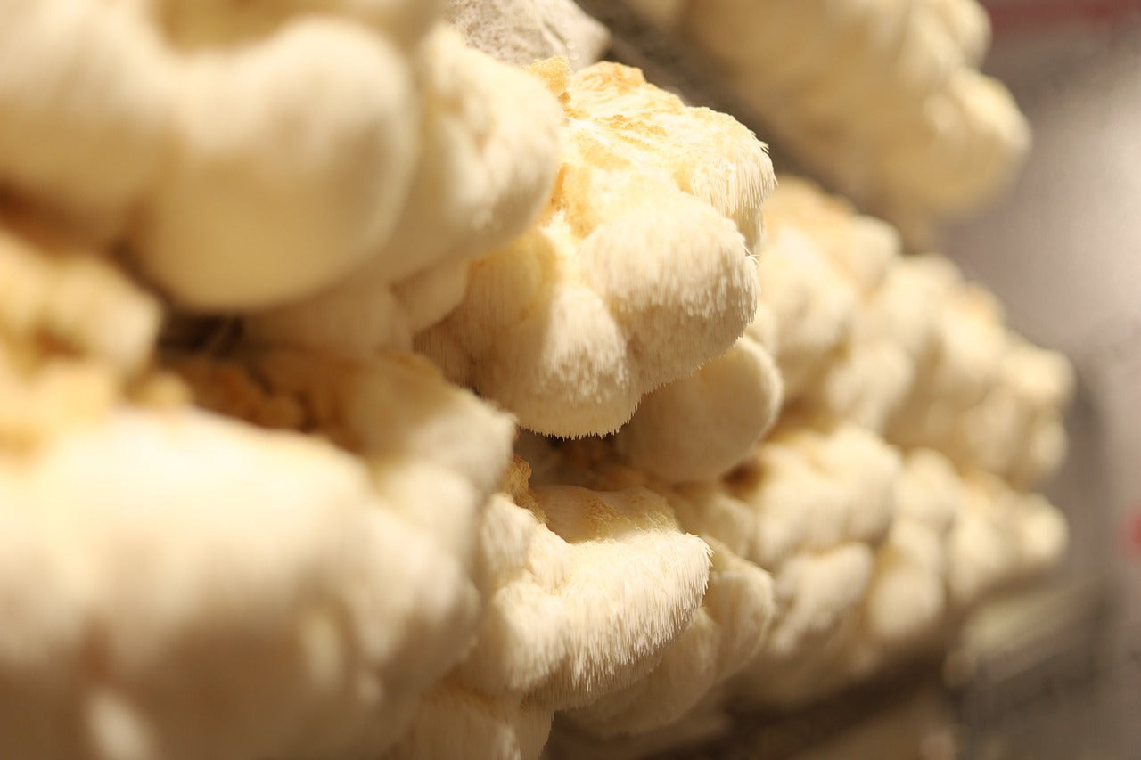 Harnessing the Power of Ancestral Medicine - Benefits of Cordyceps, Chaga, Lion's Mane, and Tremella