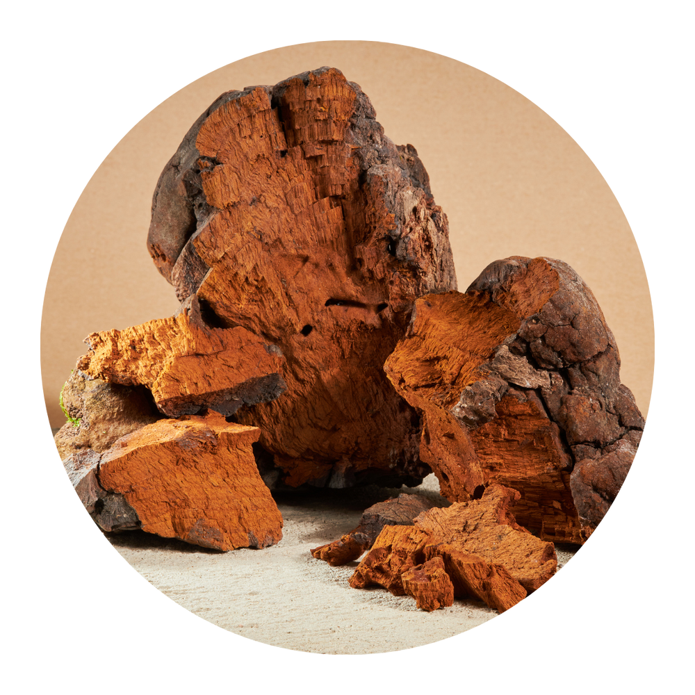 Chaga