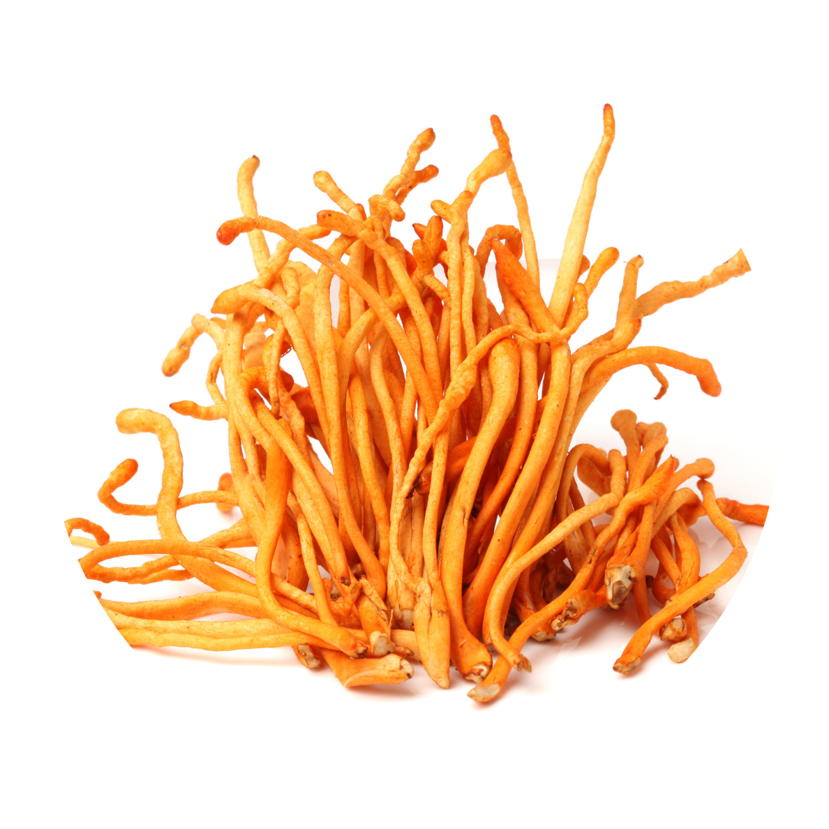 Cordyceps