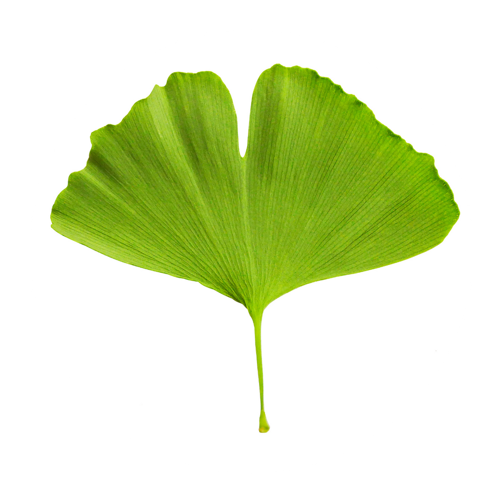 Gingko Biloba