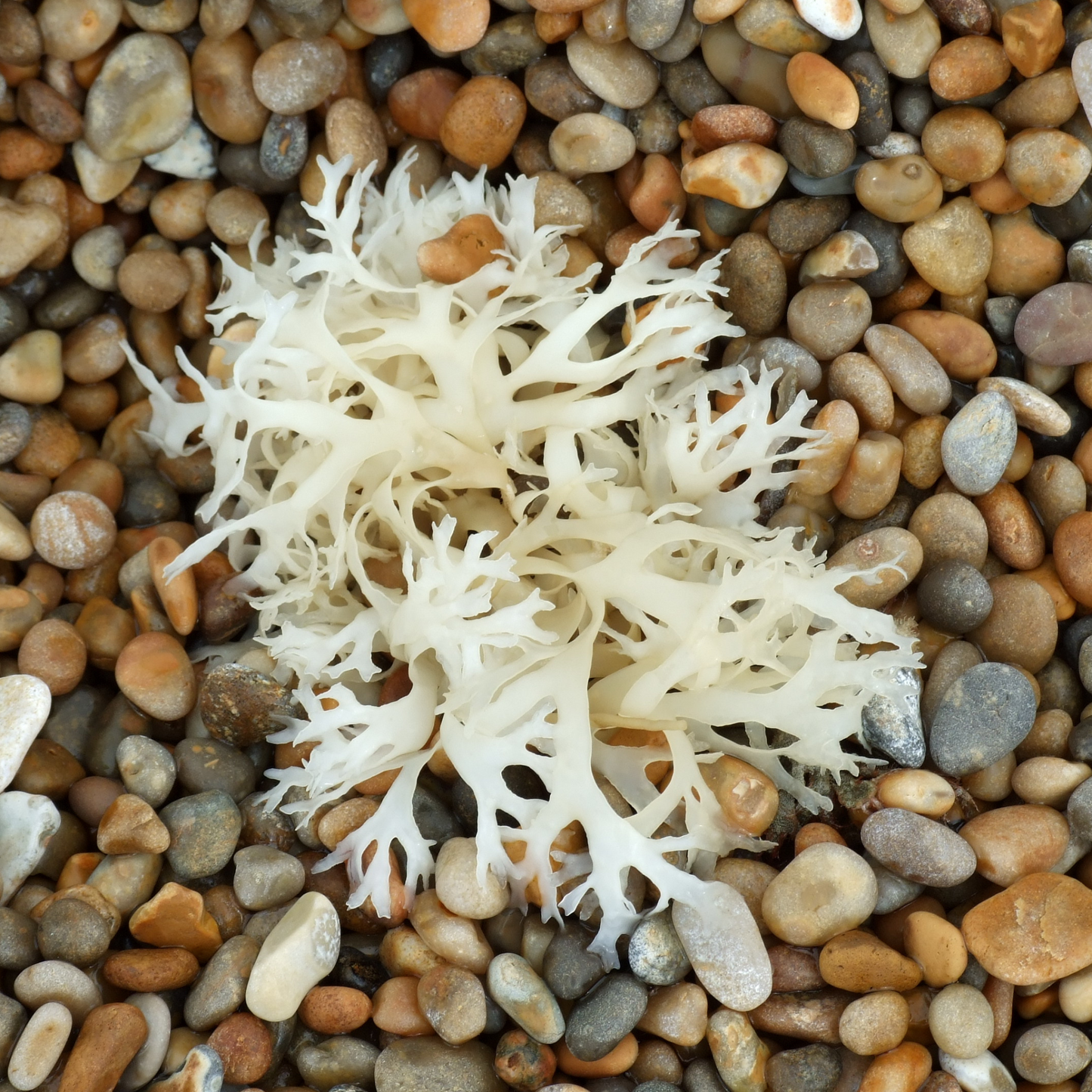 Organic Sea Moss